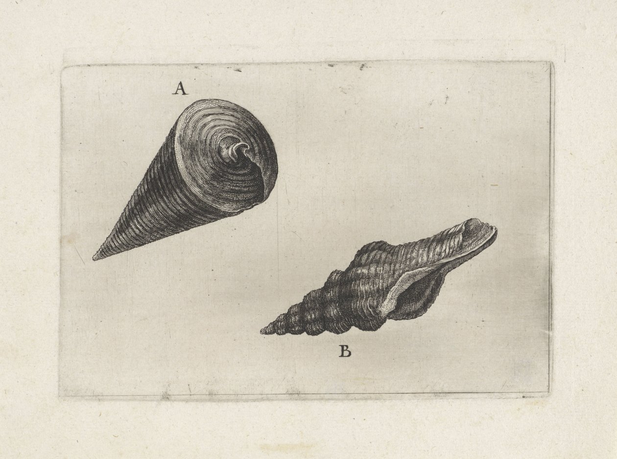 Kabuklar, teleskopik telescopium (A) ve fusinus laticostatus (B) Kabuklar (seri başlığı) by Wenceslaus Hollar