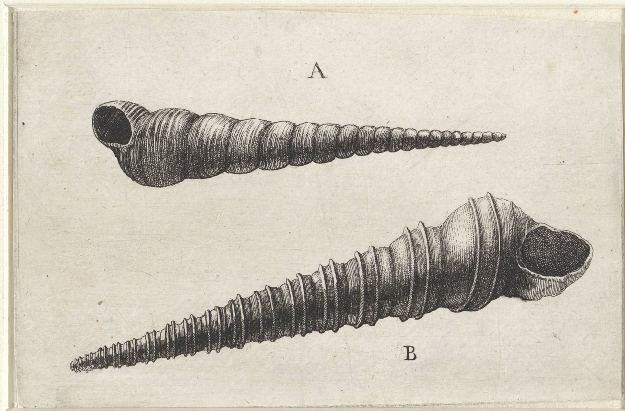 Kabuklar, turritella terebra (A) ve turritella duplicata (B) Kabuklar (seri başlığı) by Wenceslaus Hollar