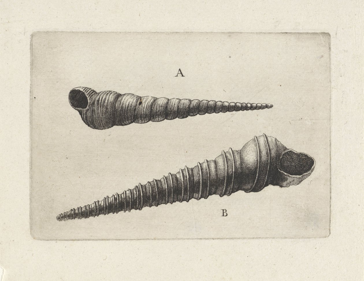 Kabuklar, turritella terebra (A) ve turritella duplicata (B) Kabuklar (seri başlığı) by Wenceslaus Hollar