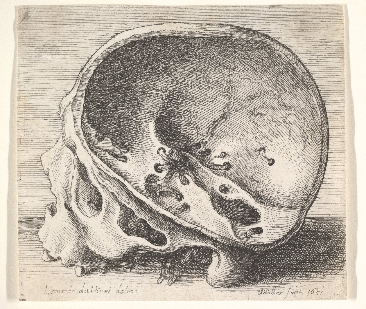 Kafatasının sol tarafı çıkarılmış, profilden sola doğru kesitli kafatası, 1651. by Wenceslaus Hollar