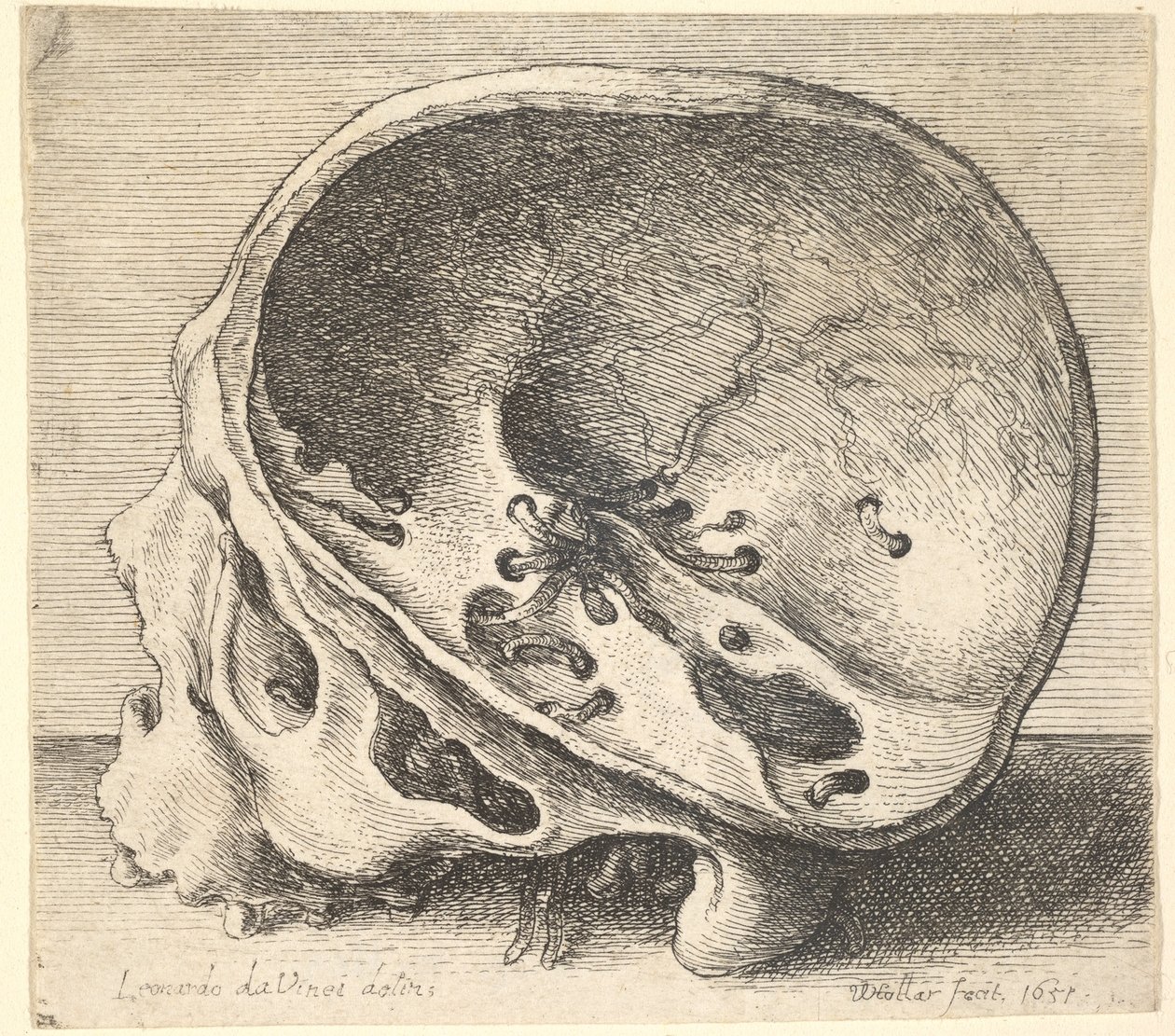 Kafatasının sol tarafı çıkarılmış, profilden sola doğru kesitli kafatası, 1651. by Wenceslaus Hollar