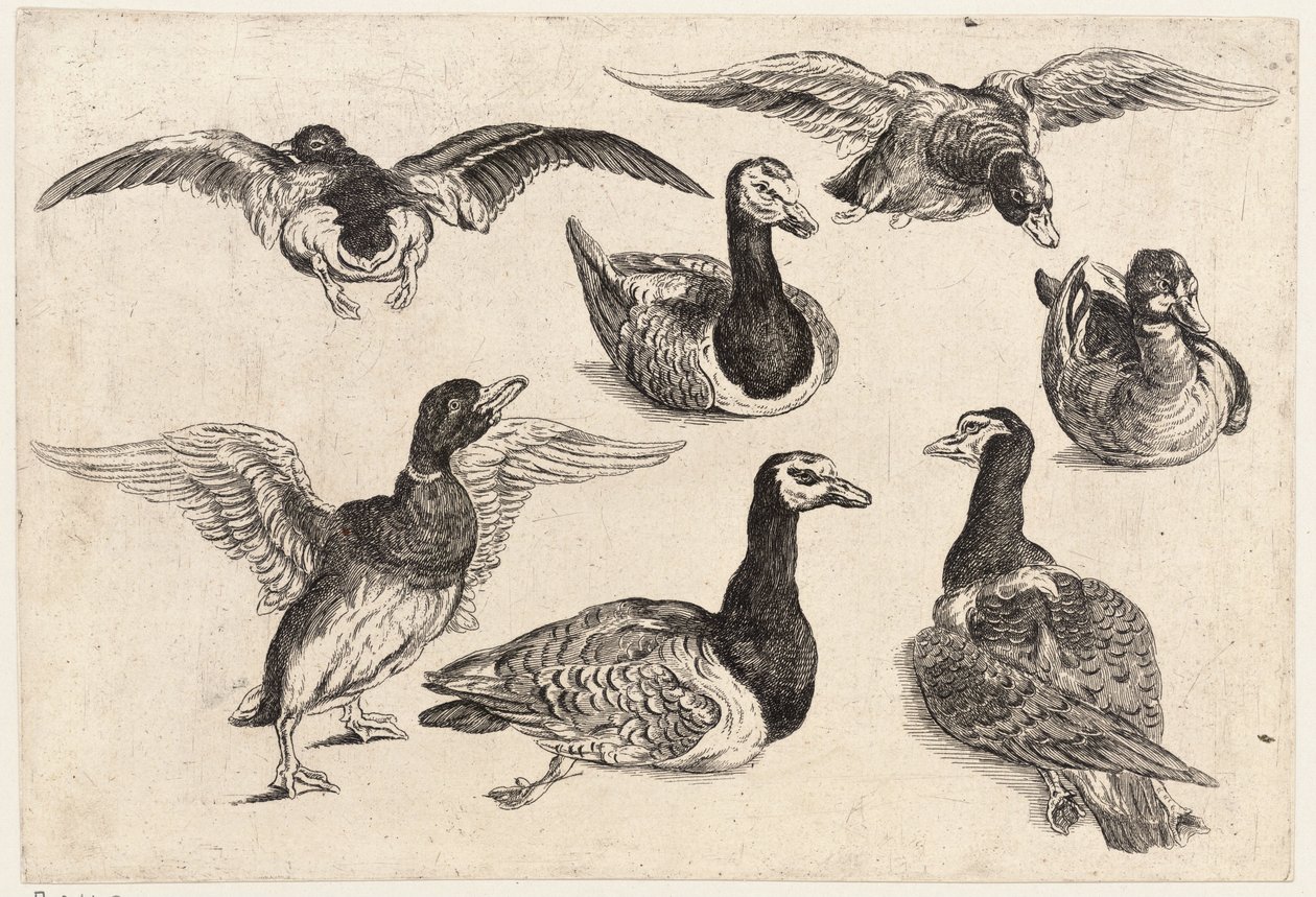 yedi ördek by Wenceslaus Hollar