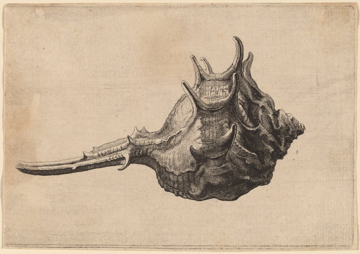 Kabuk (Murex brandaris) by Wenceslaus Hollar