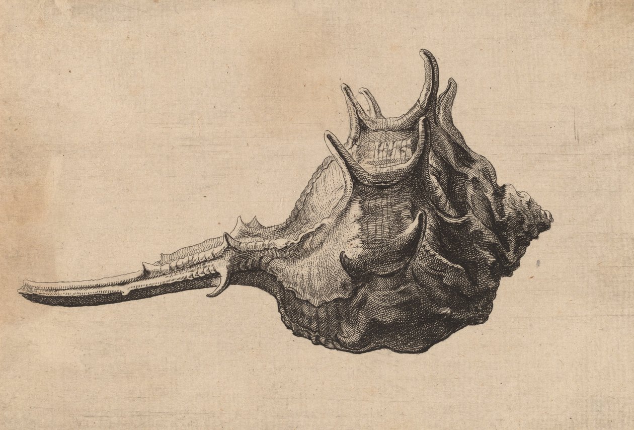 Shell Murex brandaris, c. 1645. by Wenceslaus Hollar