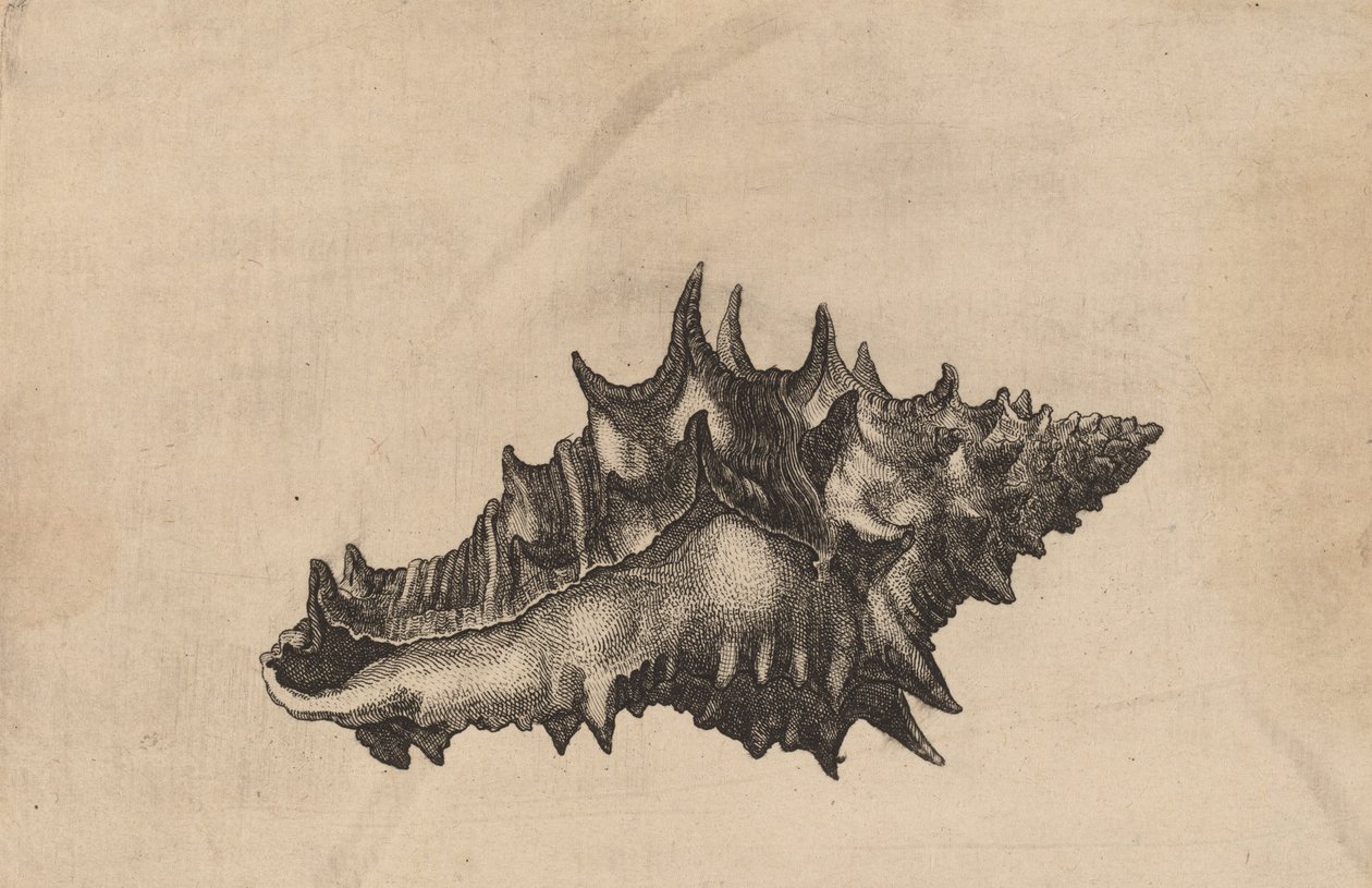 Kabuk Vasum seramik, c. 1645. by Wenceslaus Hollar