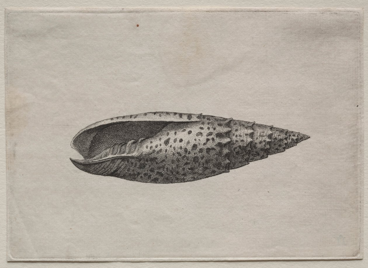 Kabuklar: Mitra papalis L, c. 1640