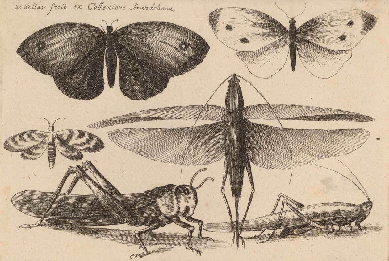 Altı Böcek, 1646. by Wenceslaus Hollar
