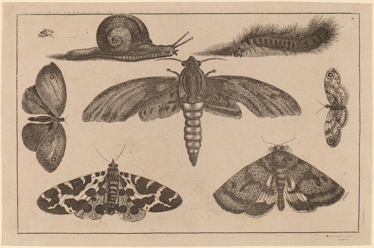 Altı Böcek, Bir Tırtıl ve Bir Salyangoz by Wenceslaus Hollar