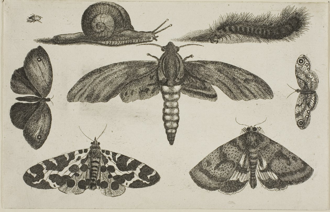 Altı Böcek, Tırtıl ve Salyangoz by Wenceslaus Hollar