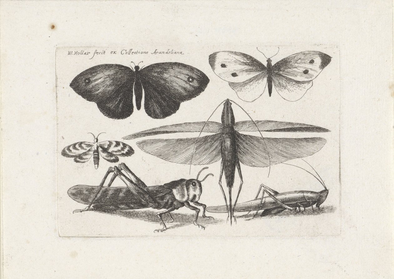 Çekirgeler ve Kelebekler Böcekler (dizi adı) Muscarum Scarabeorum (dizi adı) by Wenceslaus Hollar
