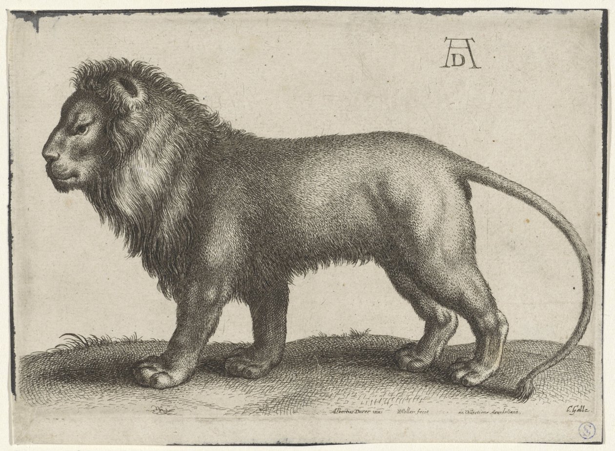 duran aslan by Wenceslaus Hollar