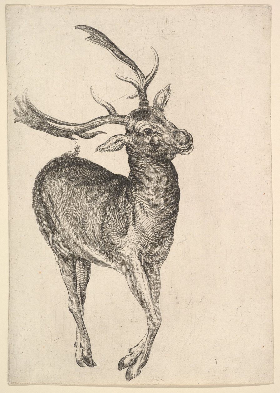 Geyik, 1625-77. by Wenceslaus Hollar