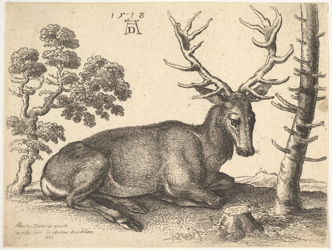 Sağa yatan geyik, 1649. by Wenceslaus Hollar