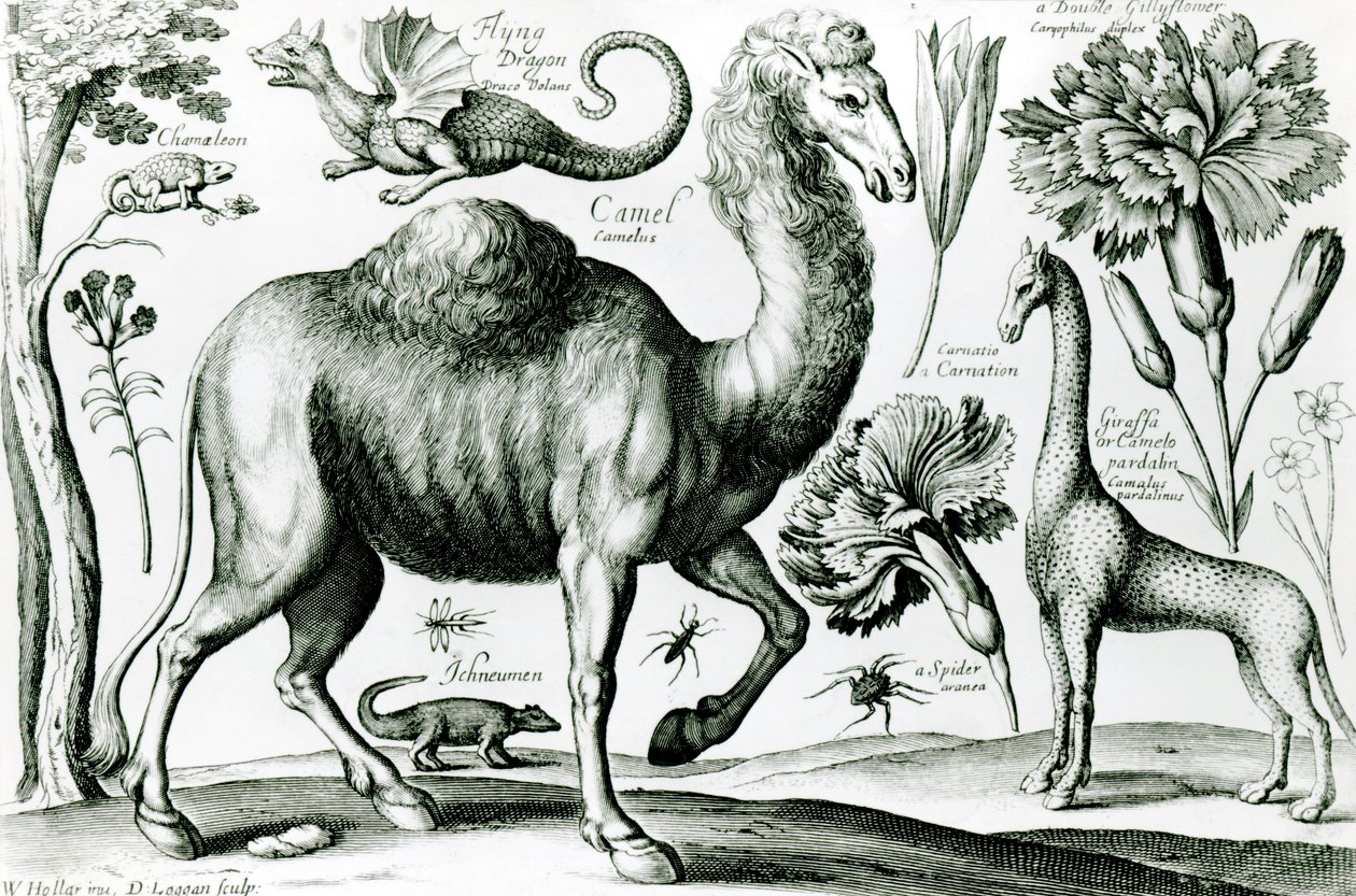 D. Loggan tarafından oyulmuş Hayvanlar ve Çiçekler Çalışması by Wenceslaus Hollar