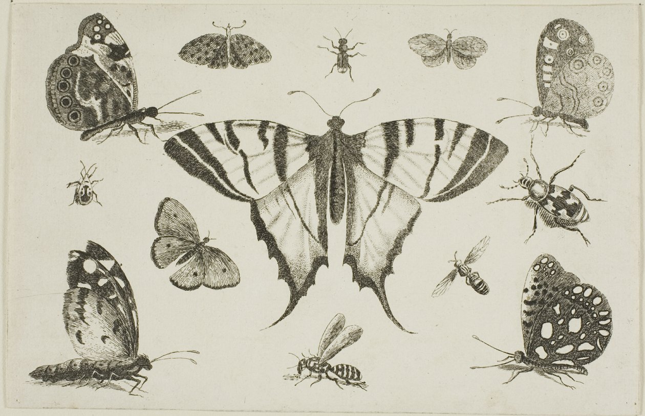 Kırlangıç Kuyruklu Kelebek ve Diğer On İki Böcek by Wenceslaus Hollar