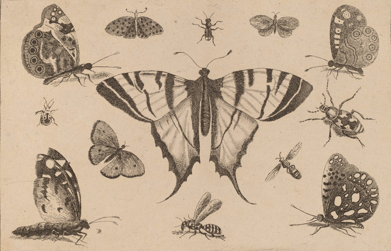 Kırlangıç Kuyruklu Kelebek ve On İki Diğer Böcek. by Wenceslaus Hollar