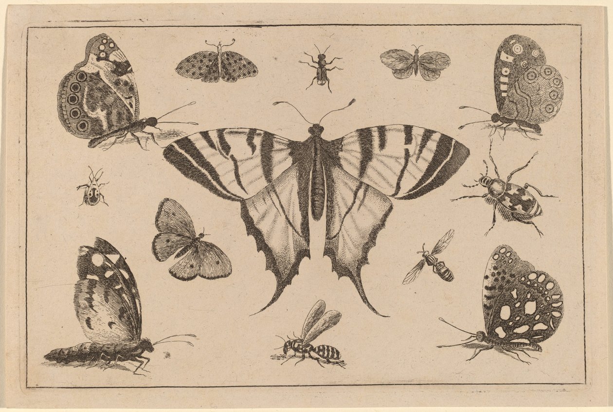 Kırlangıç Kuyruklu Kelebek ve Diğer On İki Böcek by Wenceslaus Hollar