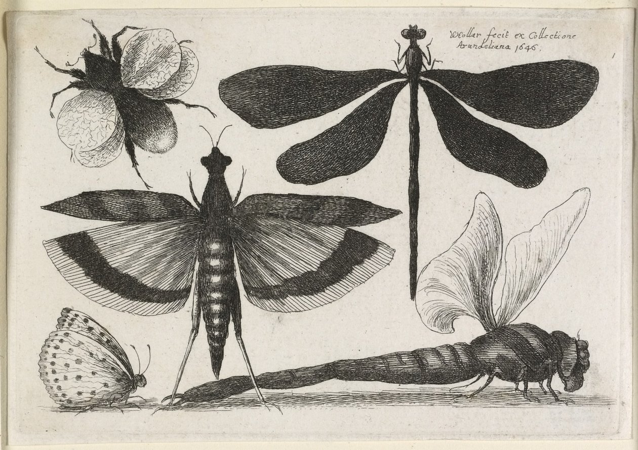 Kelebekler Seti, On İkiden Biri, 1646 by Wenceslaus Hollar