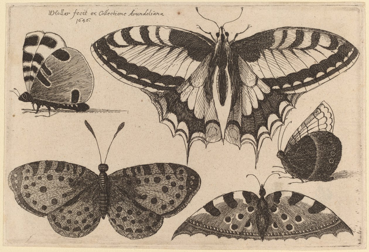 Üç Kelebek ve İki Güve by Wenceslaus Hollar