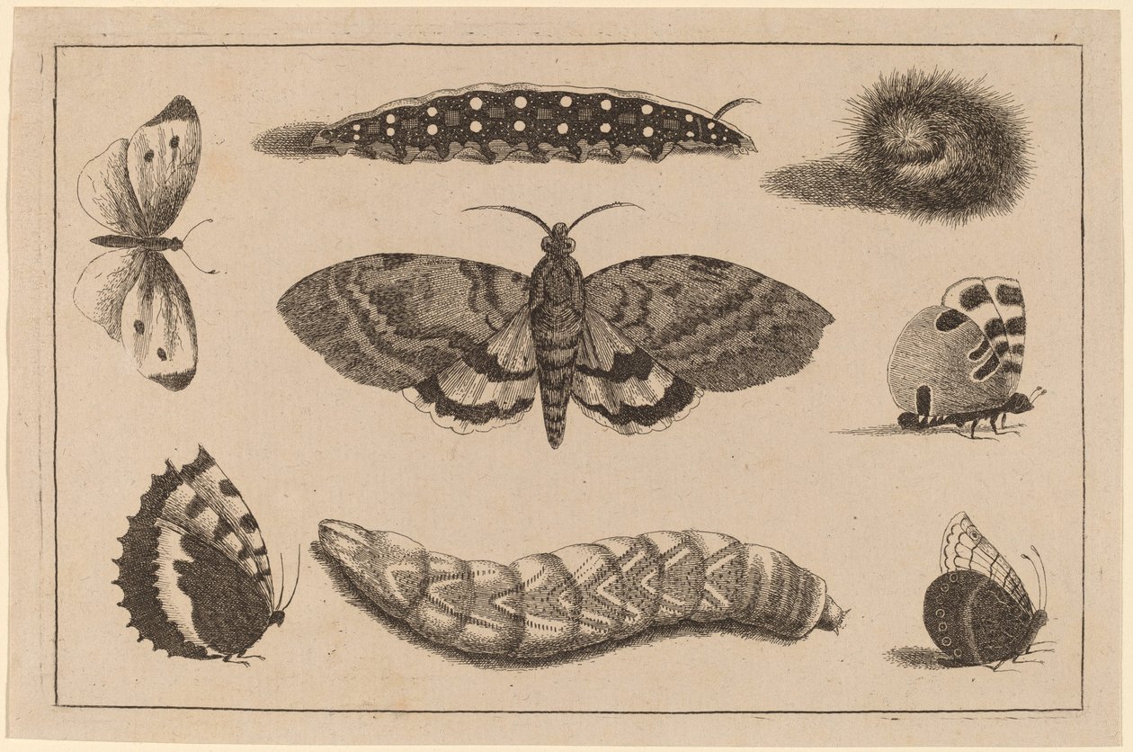Üç Tırtıl, Bir Güve ve Dört Kelebek by Wenceslaus Hollar