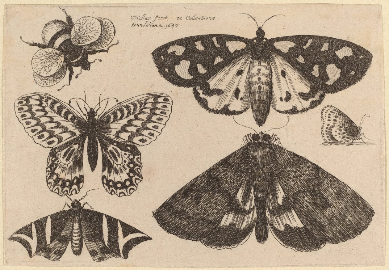 Üç Güve, İki Kelebek ve Bir Bombus Arısı by Wenceslaus Hollar