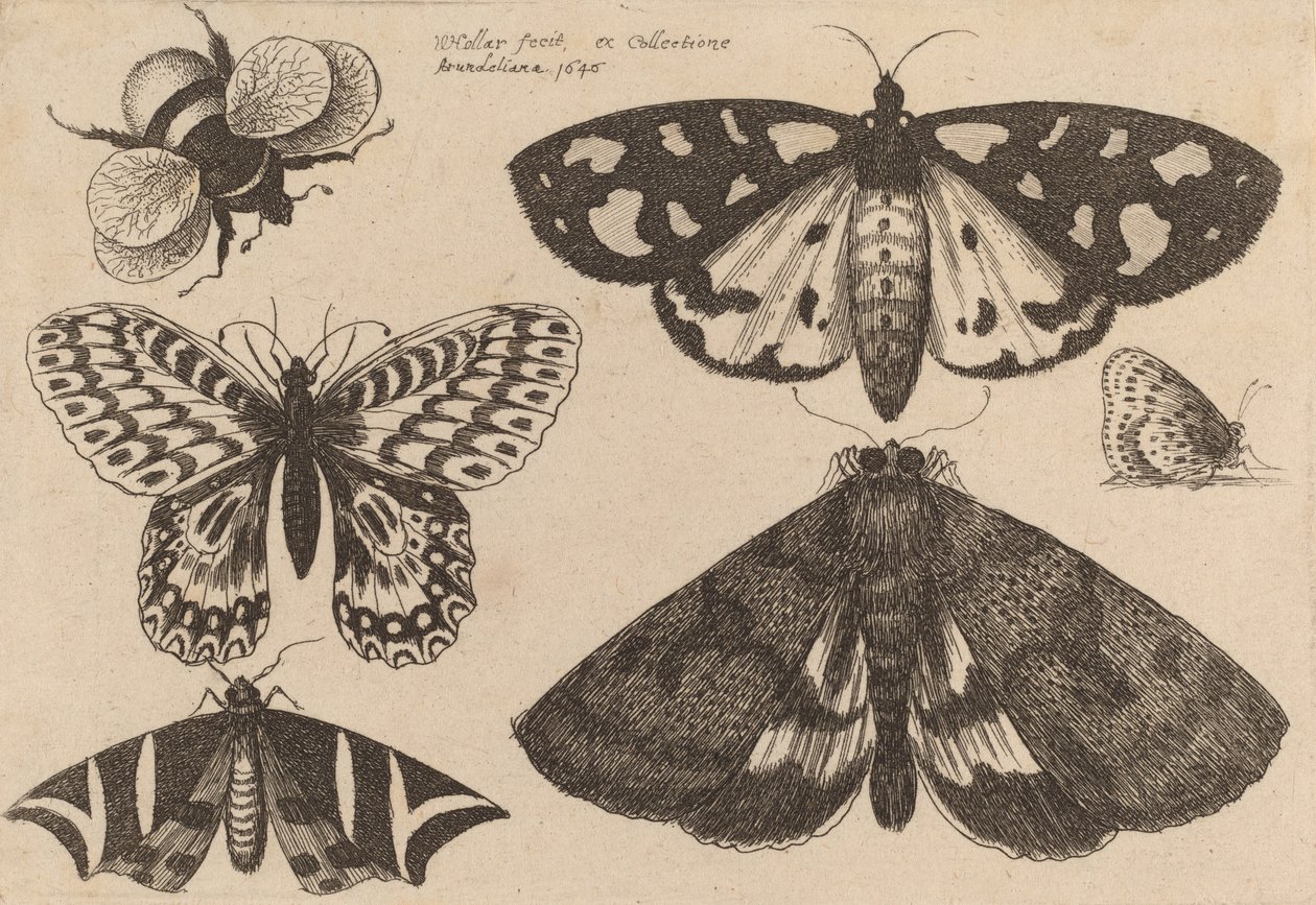 Üç Güve, İki Kelebek ve Bir Bombus Arısı, 1646. by Wenceslaus Hollar