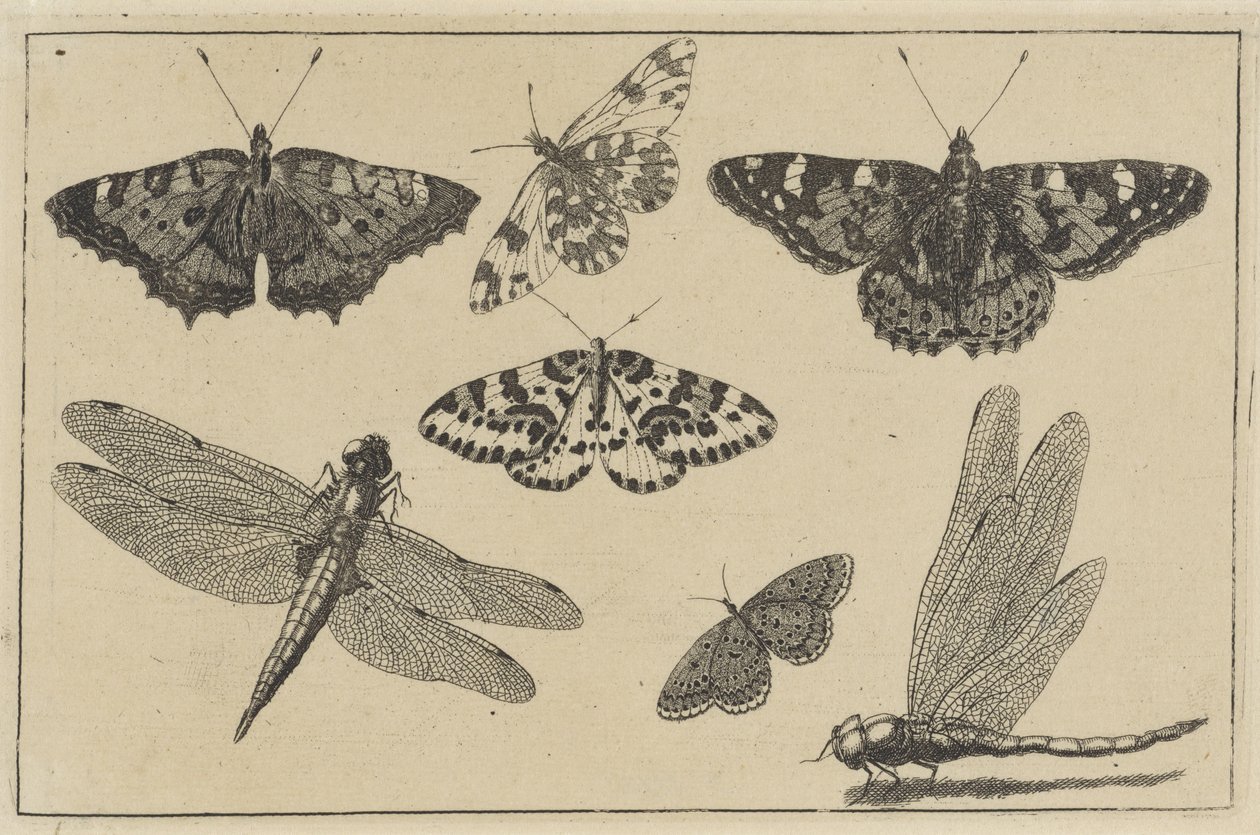 İki yusufçuk ve beş kelebek Çeşitli böcekler (dizi başlığı) Diversae Insectorum (dizi adı) by Wenceslaus Hollar