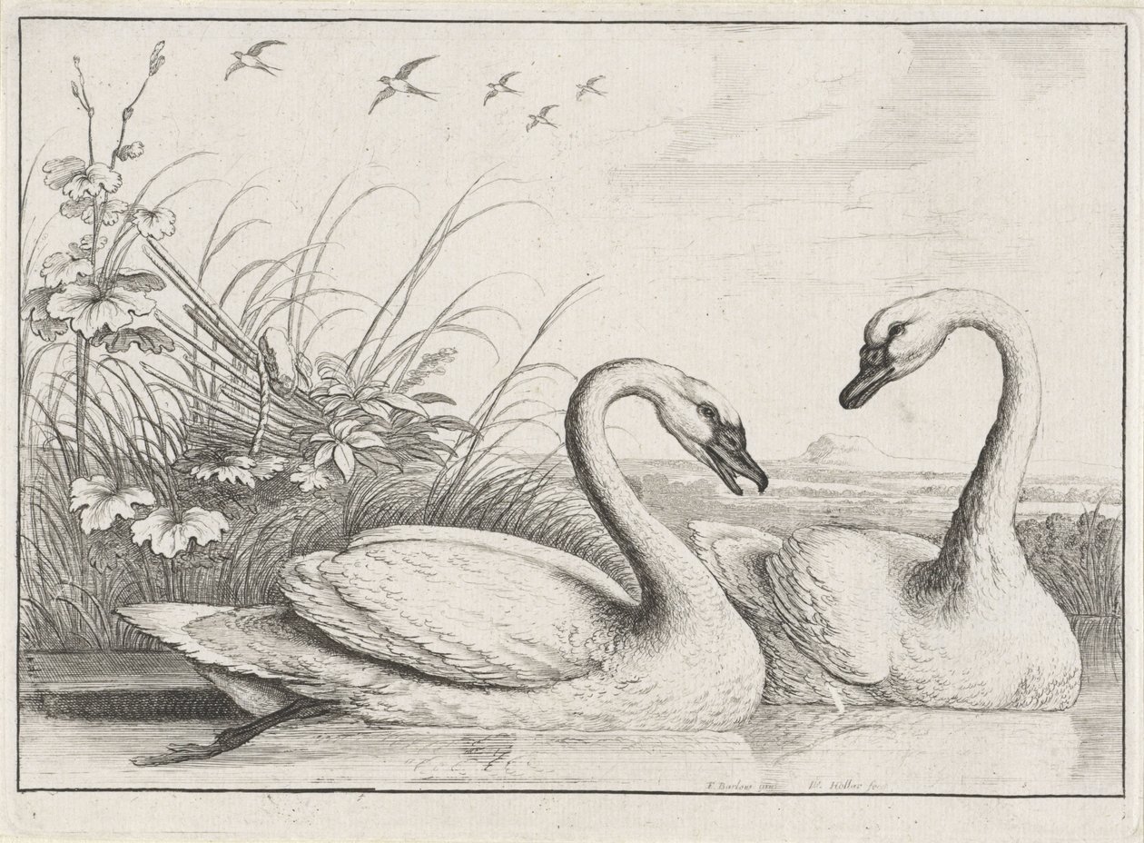 iki kuğu Diversae avium türleri (seri başlığı) Farklı kuşlar (dizi adı) by Wenceslaus Hollar