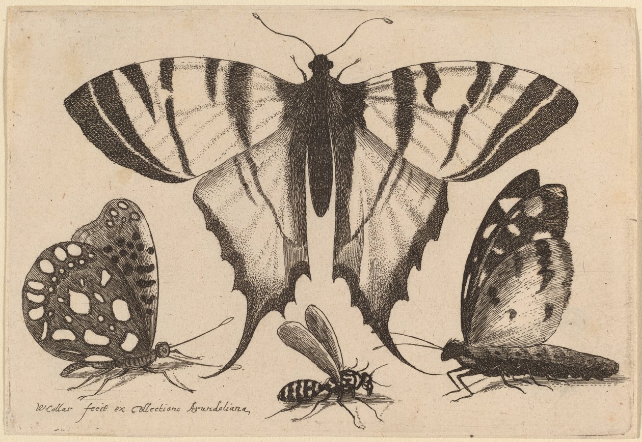 İki Kelebek, Bir Yaban Arısı ve Bir Güve by Wenceslaus Hollar