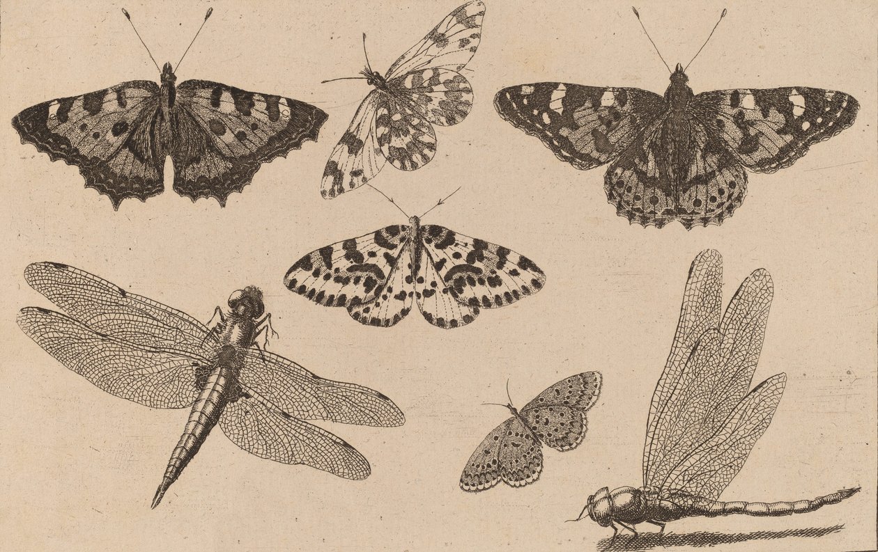 İki Yusufçuk ve Beş Kelebek. by Wenceslaus Hollar