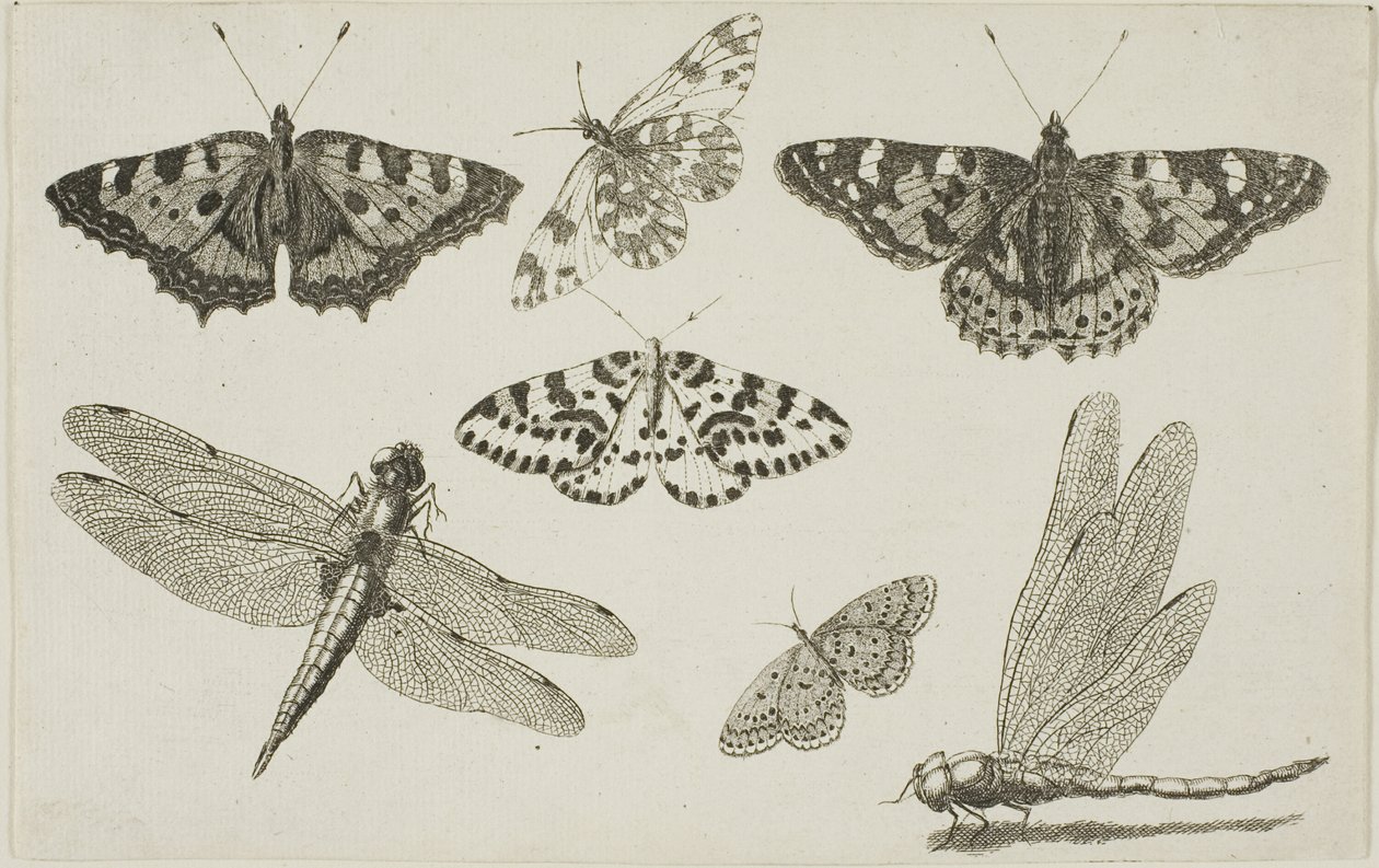İki Yusufçuk ve Beş Kelebek by Wenceslaus Hollar
