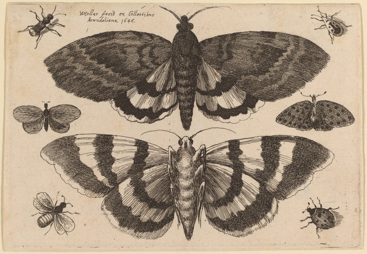 İki Güve ve Altı Böcek by Wenceslaus Hollar