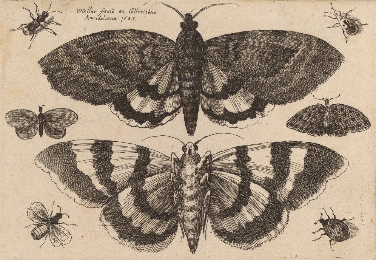 İki Güve ve Altı Böcek, 1646. by Wenceslaus Hollar