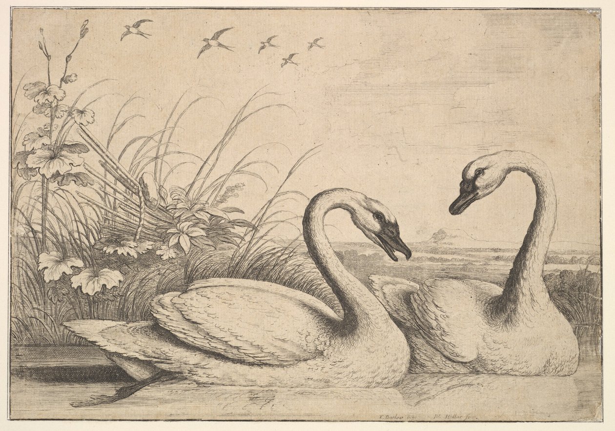İki Kuğu, 1654-58. by Wenceslaus Hollar