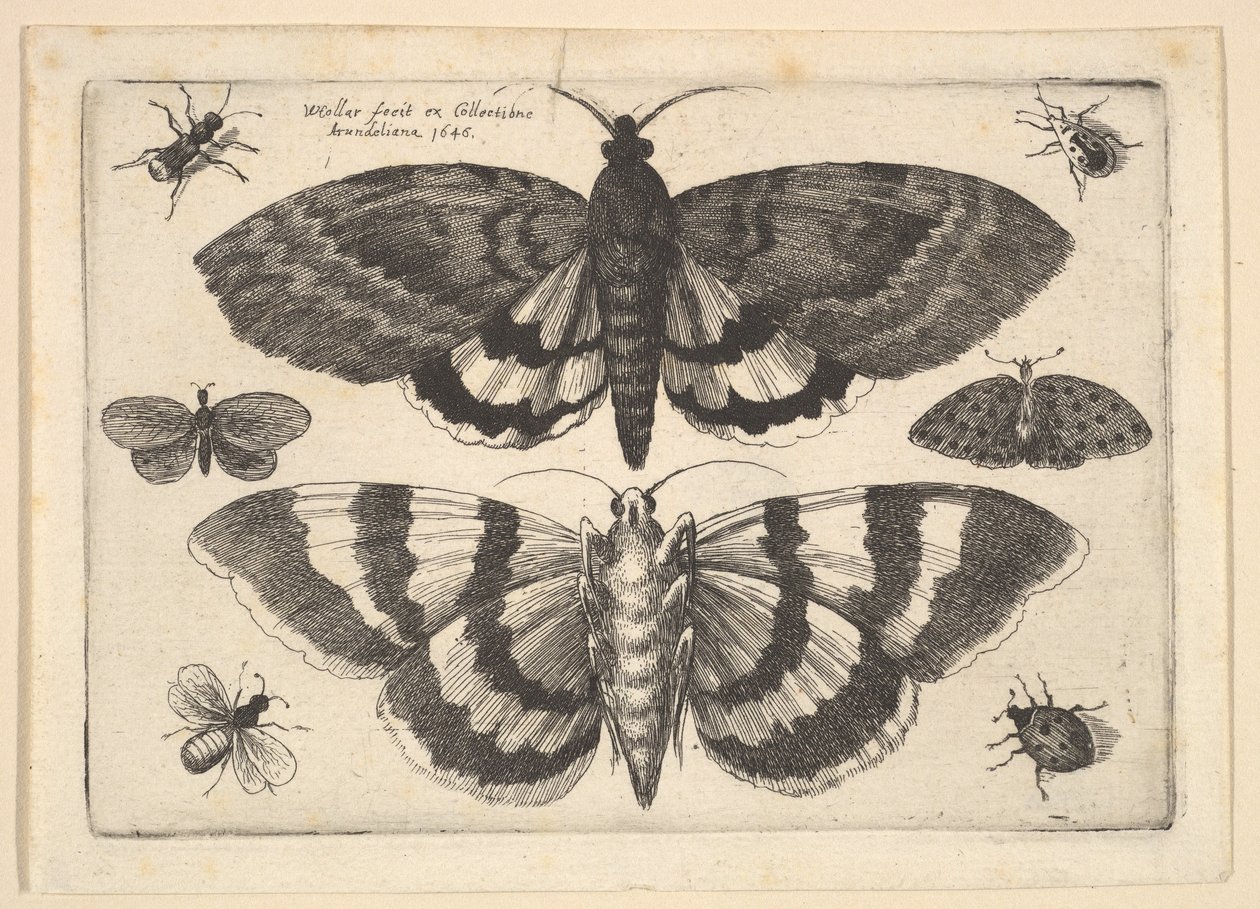 İki güve ve altı Böcek, 1645. by Wenceslaus Hollar