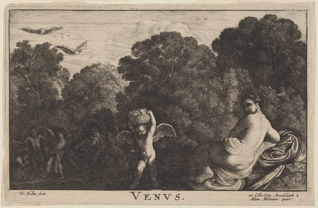 Venüs by Wenceslaus Hollar