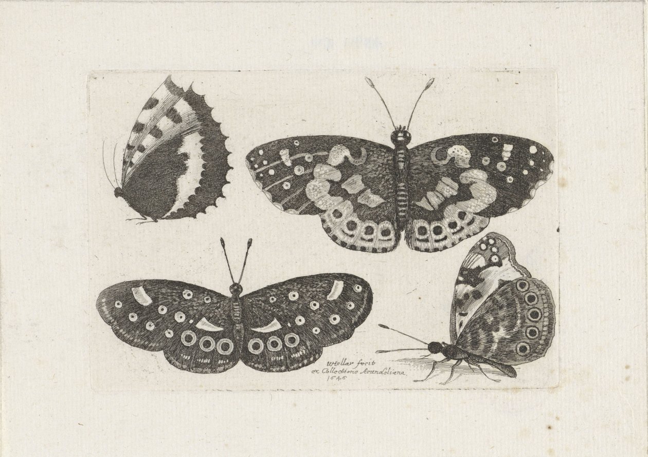 Vier vlinders Böcek (dizi adı) Scarab uçar (dizi başlığı) by Wenceslaus Hollar