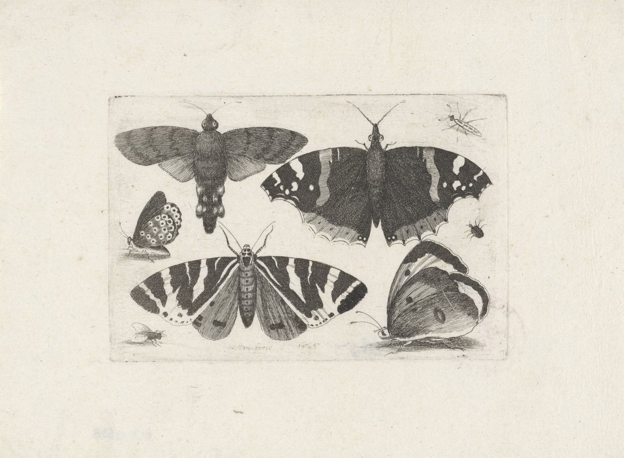 Dört kelebek, bir güve, iki böcek ve bir sinek by Wenceslaus Hollar