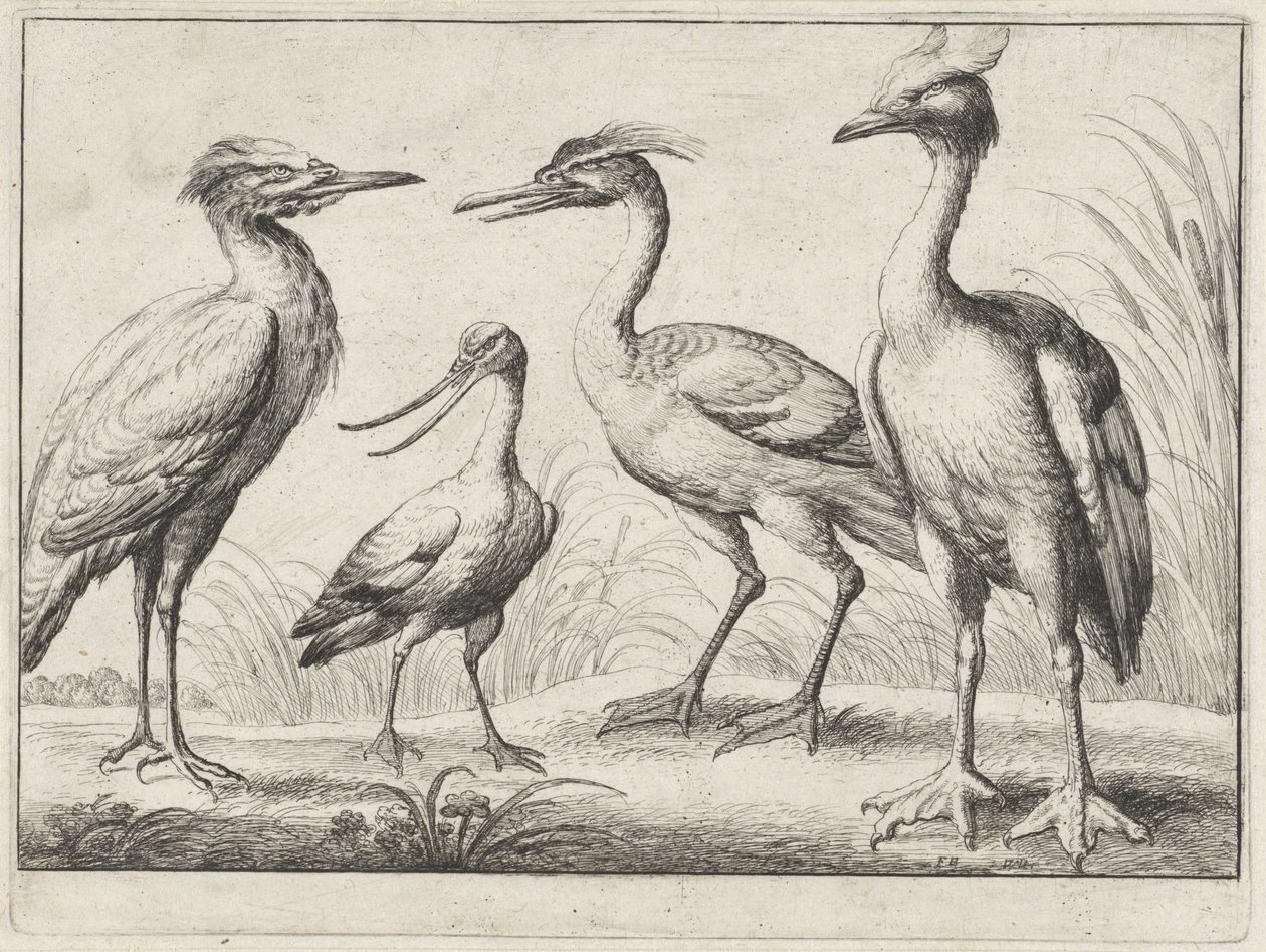 dört yürüyen kuş Farklı kuşlar (dizi adı) by Wenceslaus Hollar