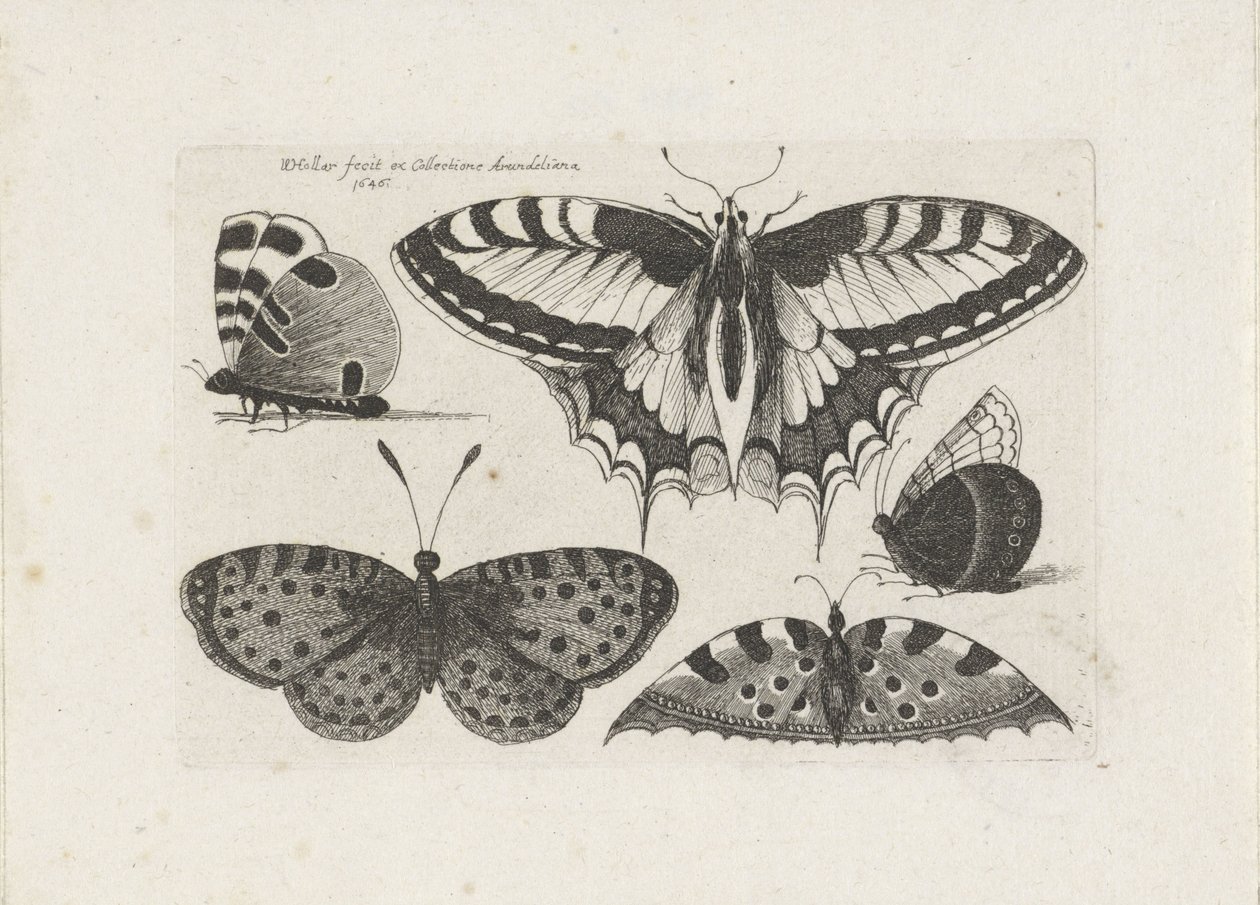 beş kelebek Böcekler (dizi adı) Muscarum Scarabeorum (dizi adı) by Wenceslaus Hollar
