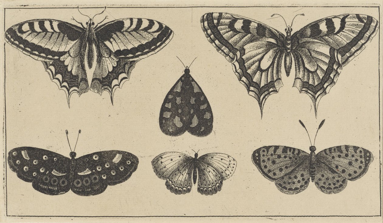 Beş kelebek ve bir güve Çeşitli böcekler (dizi başlığı) Diversae Insectorum (dizi başlığı) by Wenceslaus Hollar