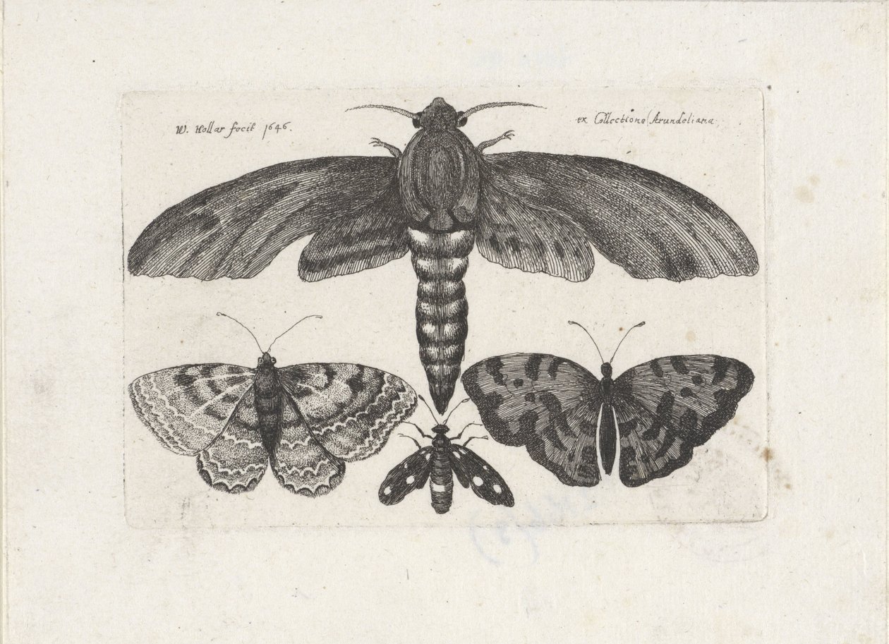 Kelebekler ve bir güve Böcekler (dizi adı) Muscarum Scarabeorum (dizi adı) by Wenceslaus Hollar