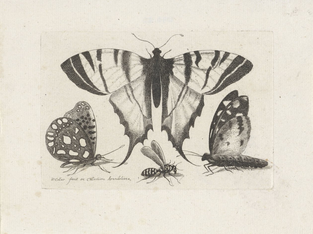 Kelebekler ve yaban arısı Böcekler (dizi adı) Muscarum Scarabeorum (dizi adı) by Wenceslaus Hollar