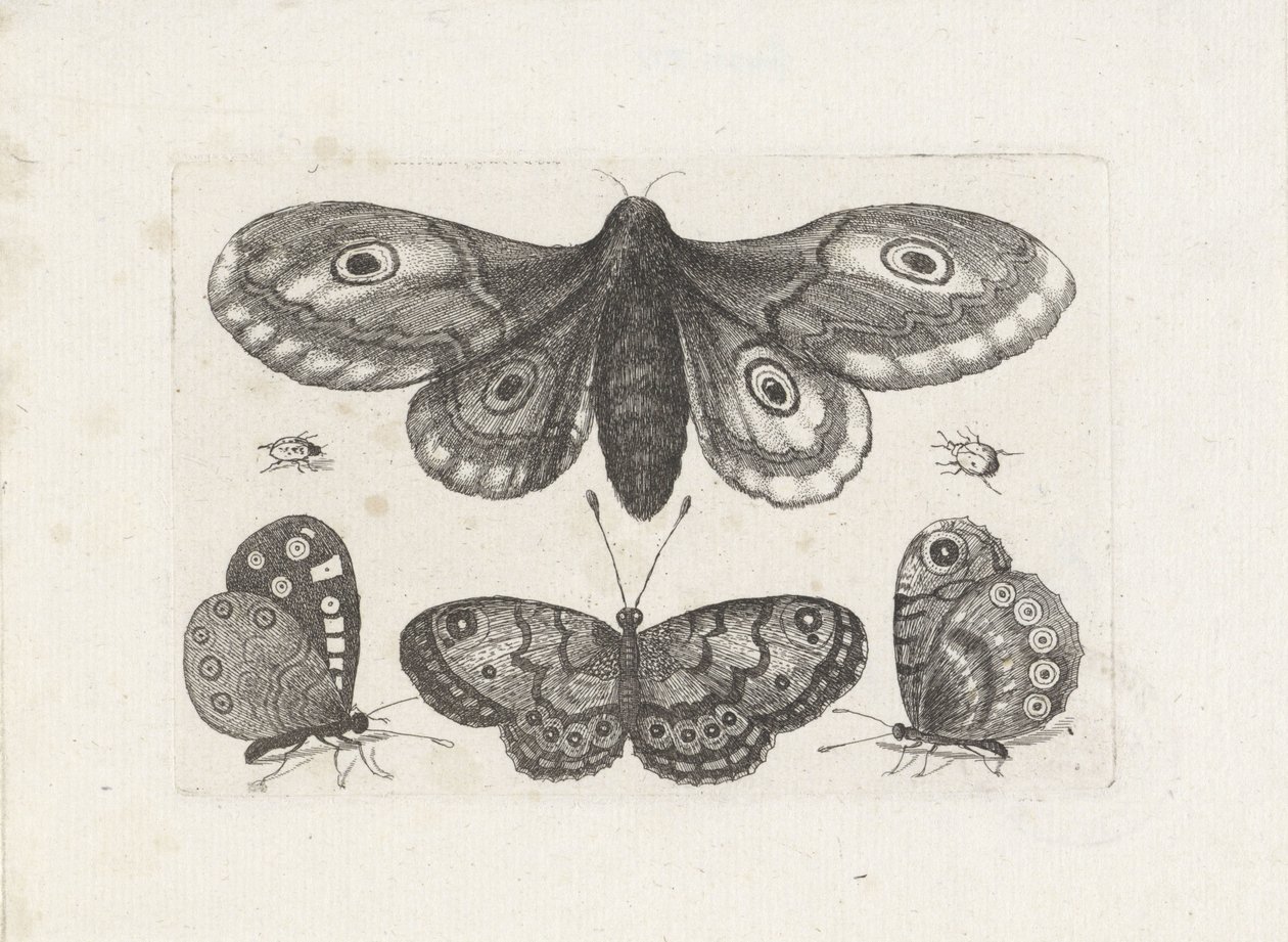 Kelebekler, böcekler ve bir güve Böcekler (dizi adı) Muscarum Scarabeorum (dizi adı) by Wenceslaus Hollar