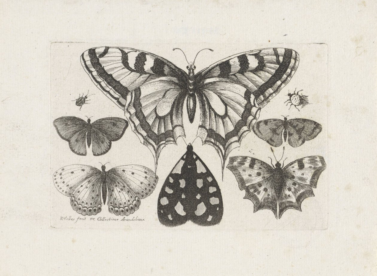 Kelebekler, böcekler ve bir güve Böcekler (dizi adı) Muscarum Scarabeorum (dizi adı) by Wenceslaus Hollar