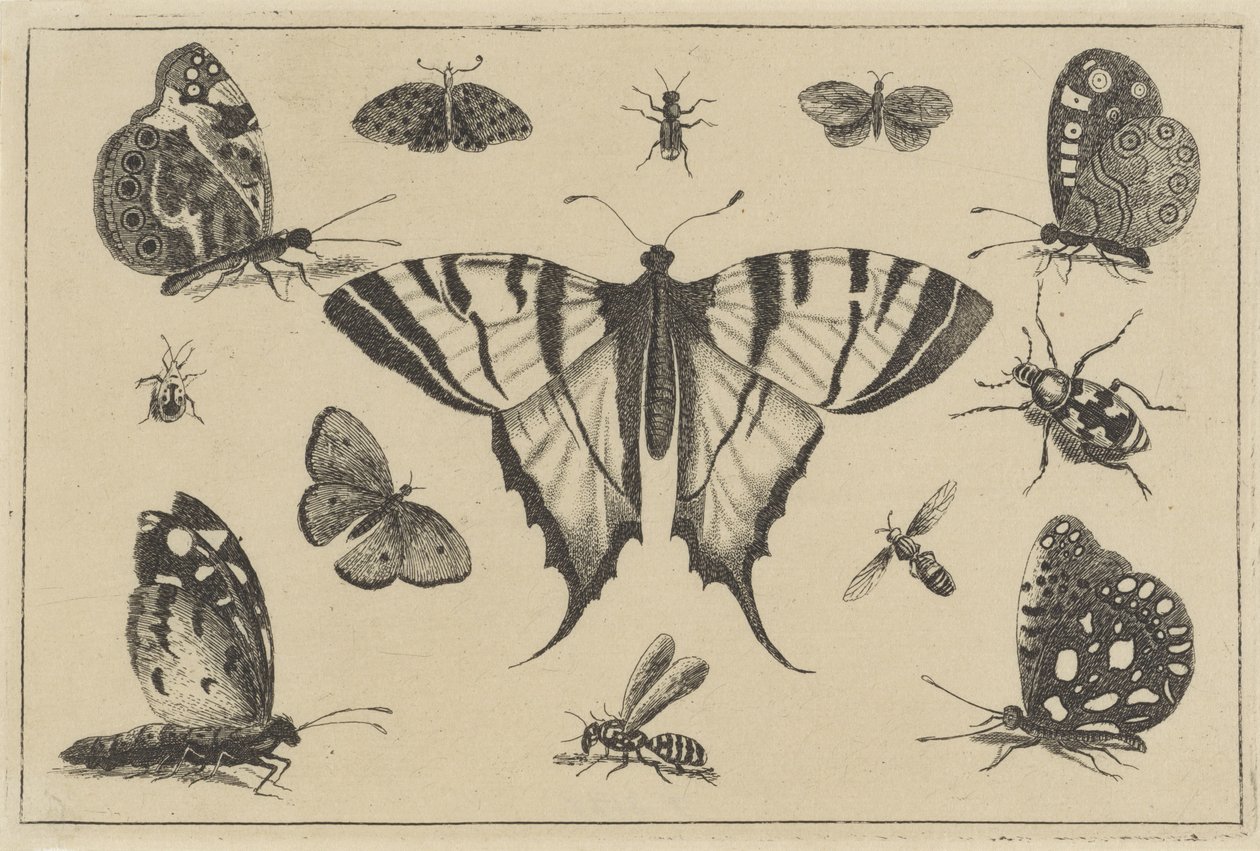 Kelebekler, yaban arısı ve diğer böcekler Çeşitli böcekler (dizi başlığı) Diversae Insectorum (dizi adı) by Wenceslaus Hollar