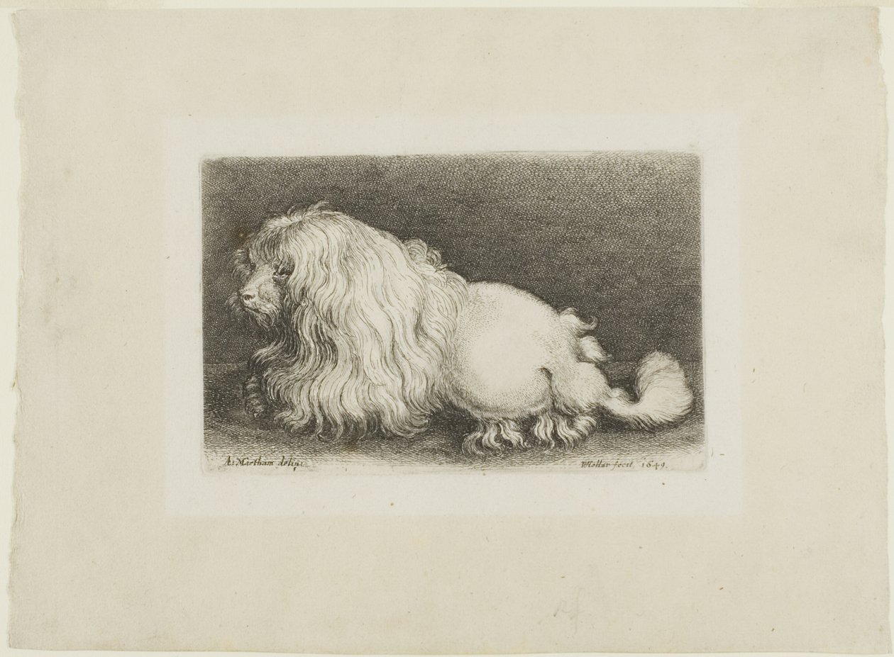 beyaz köpek by Wenceslaus Hollar