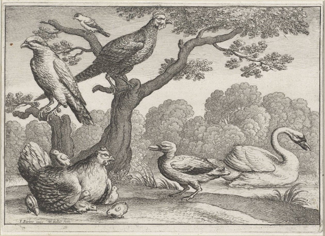 Kuğu, civcivli tavuk ve diğer kuşlar Farklı kuşlar (dizi adı) by Wenceslaus Hollar