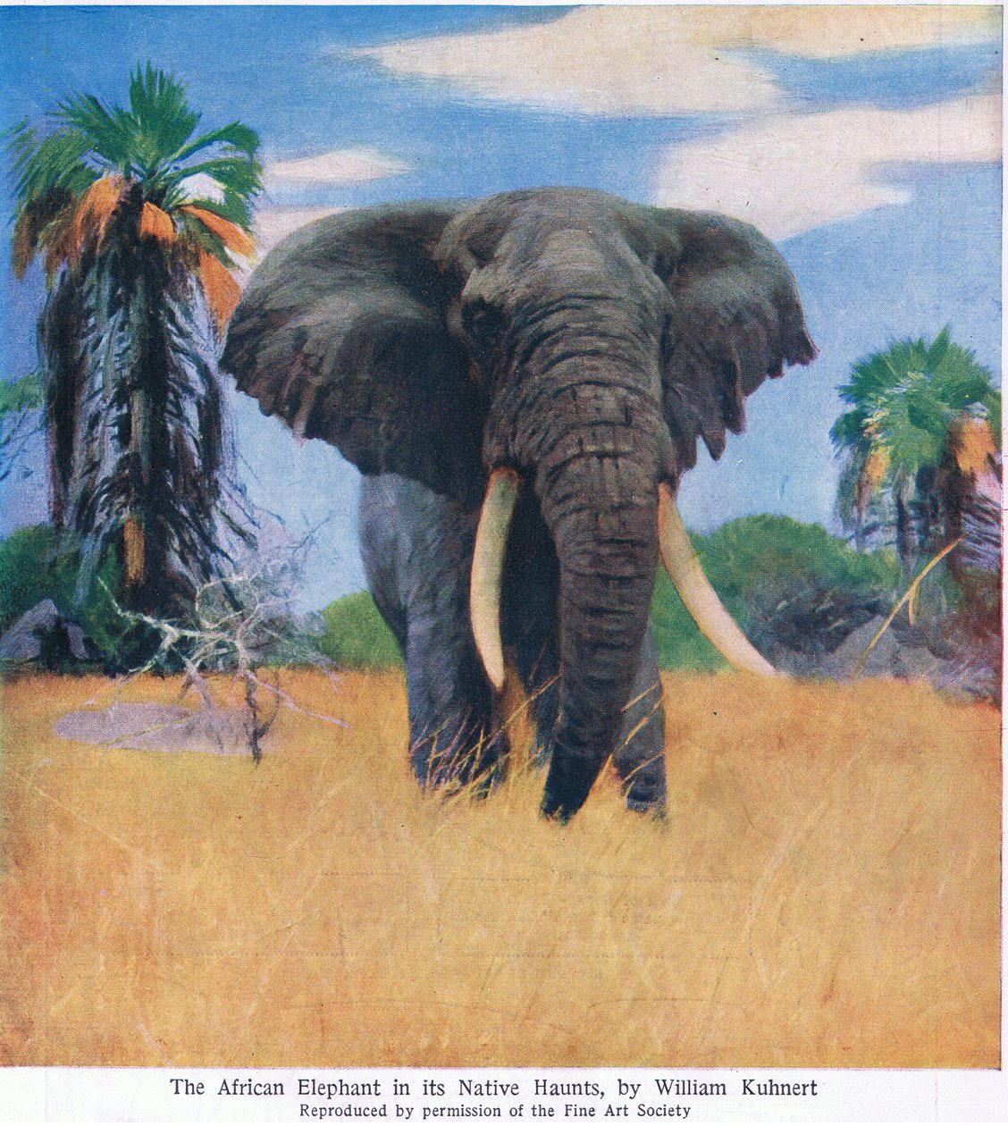 Afrika fili yerli uğrak yerlerinde by Wilhelm Kuhnert