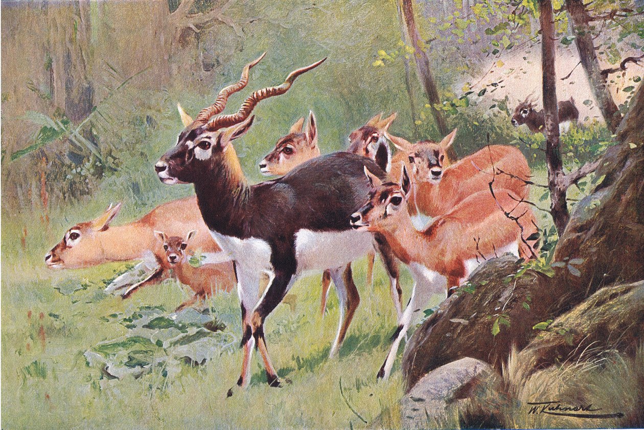 Frederick Warne & Co tarafından yayınlanan Wildlife of the World
